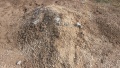 Plaster Moose Remains