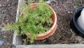  Thuja occidentals X Back+Roads 