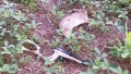 Diana Chaser .22 Chased down another garden pest 